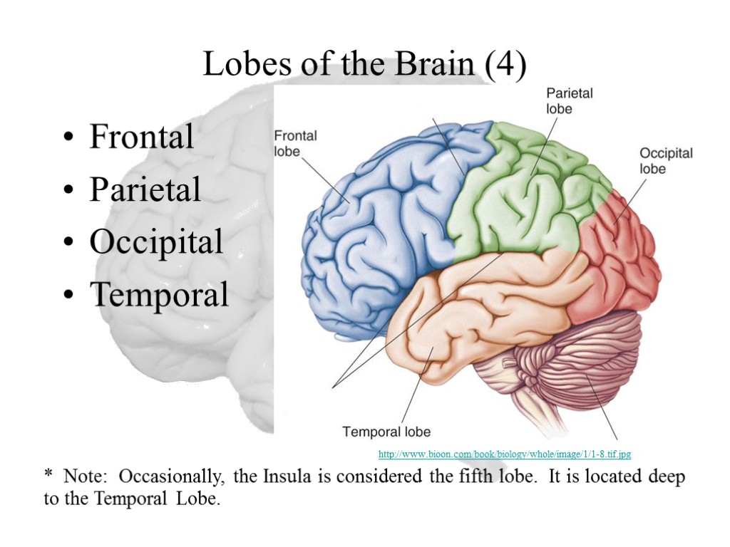Lobes of the Brain (4) Frontal Parietal Occipital Temporal * Note: Occasionally, the Insula